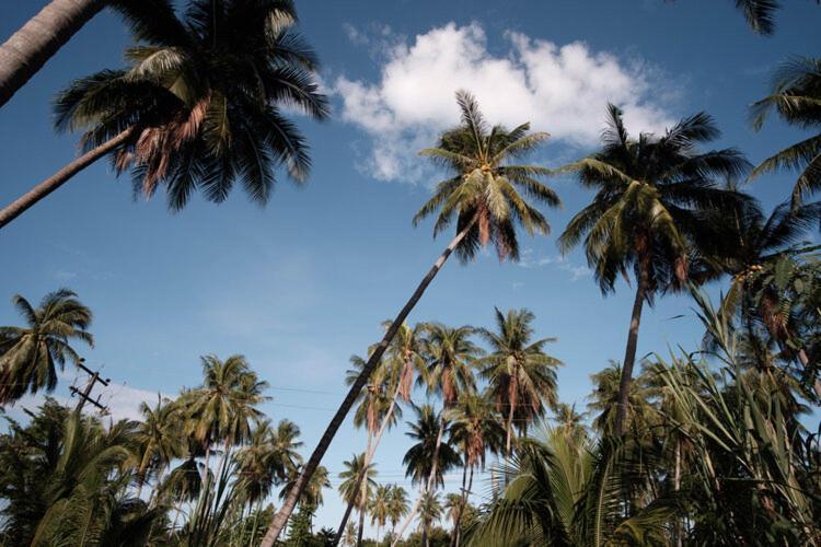 Ban Wa Thon Coconut Tree Homestay מראה חיצוני תמונה